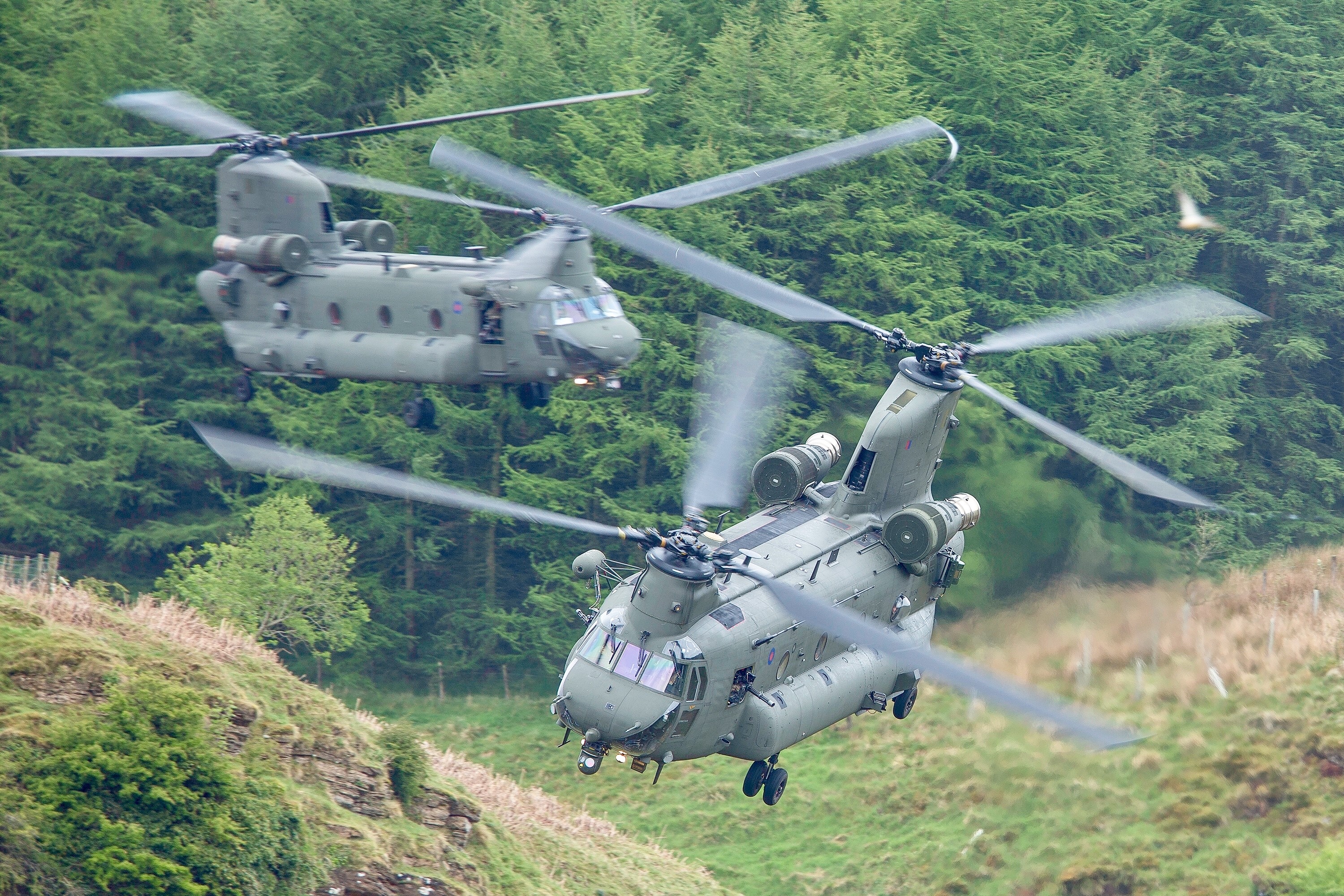 Two Chinook helicopters are flying, there's a forest in the backdrop